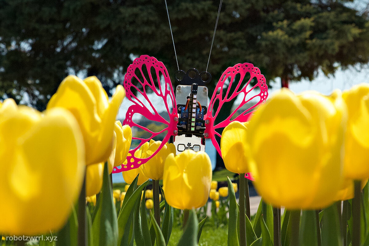 Dazzling yellow tulips with bright magenta wings on Robot Butterfly!