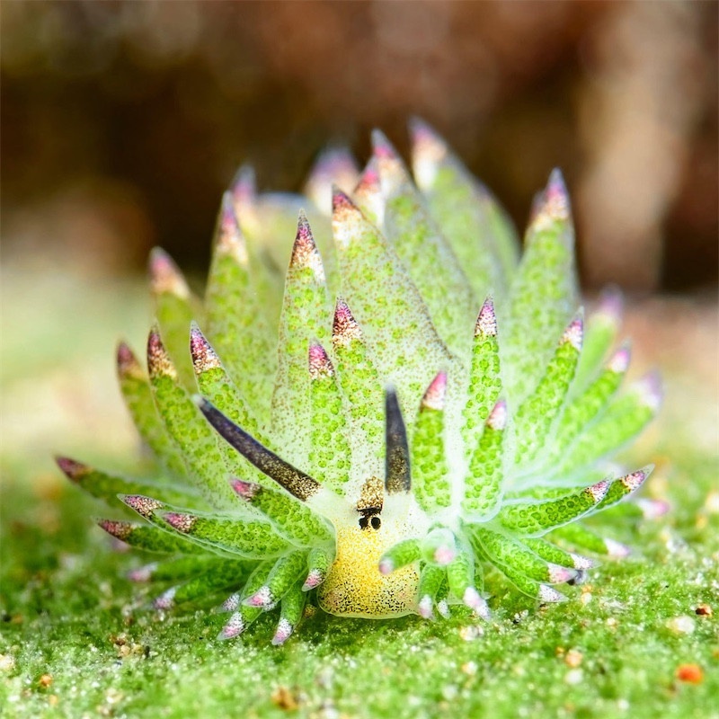 It's a leaf sheep