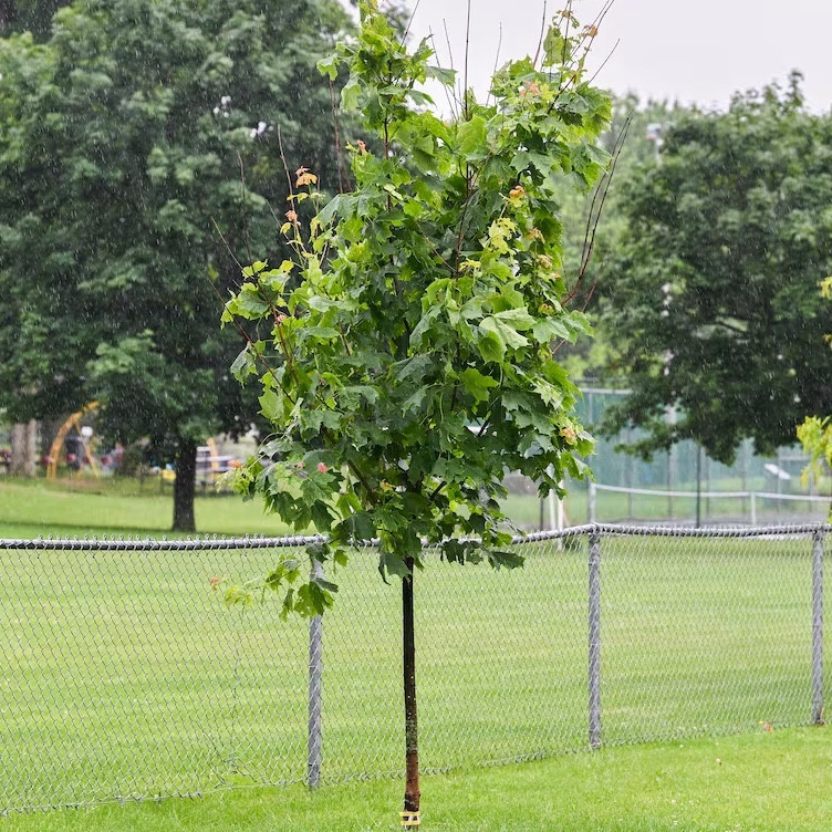 It's a tree